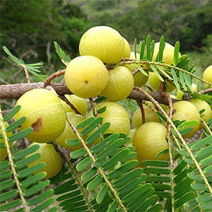 Amla It nourishes the scalp, promotes hair growth, strengthens hair follicles, prevents premature graying, and helps combat scalp conditions like dandruff.