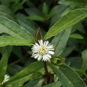 BhringrajBhringraj, a revered Ayurvedic herb, promotes hair growth, reduces hair loss, and soothes the scalp for improved hair health.