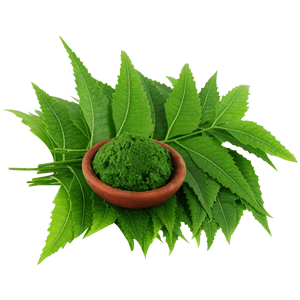 NeemRenowned for its potent antibacterial and anti-inflammatory properties, neem is a powerful botanical that provides a range of benefits for skin and body care. It effectively combats acne, soothes various skin conditions, and promotes a healthy, radiant complexion.